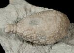 Very Detailed Cystoid (Holocystites) Fossil - Indiana #17279-1